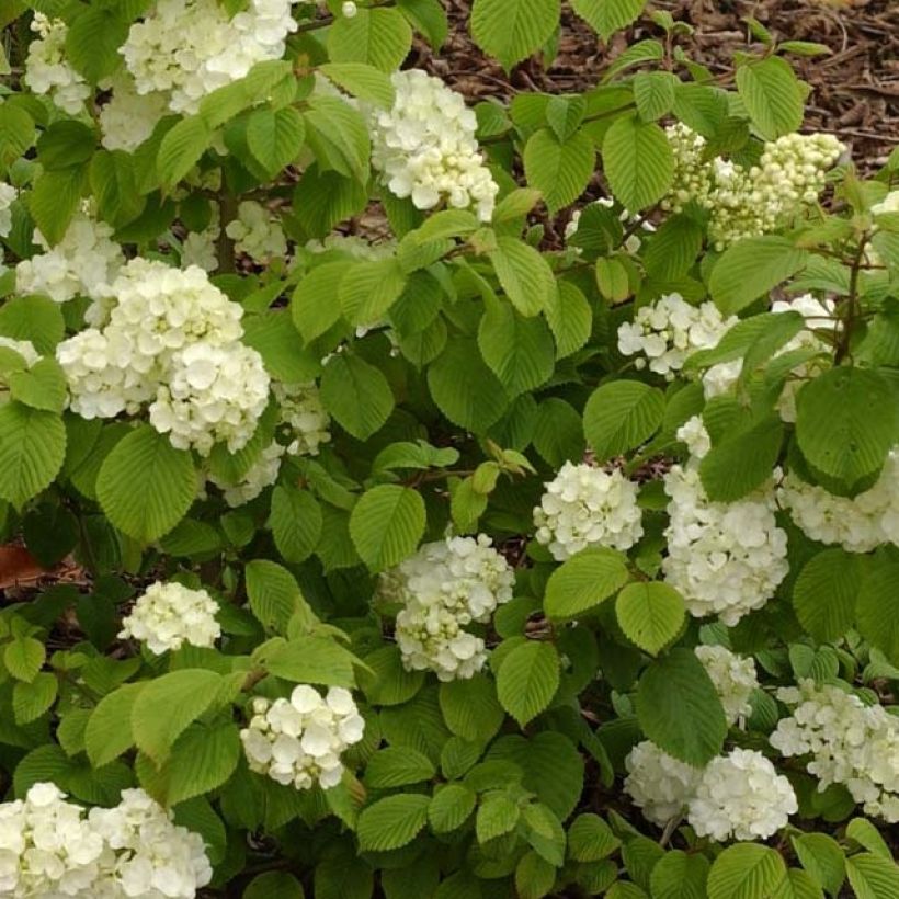 Viburnum plicatum Popcorn - Viburno-do-japão (Folhagem)