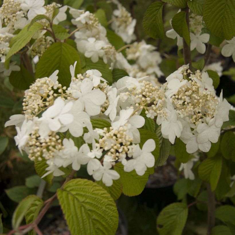 Viburnum plicatum mariesii Shasta - Viburno-do-japão (Floração)