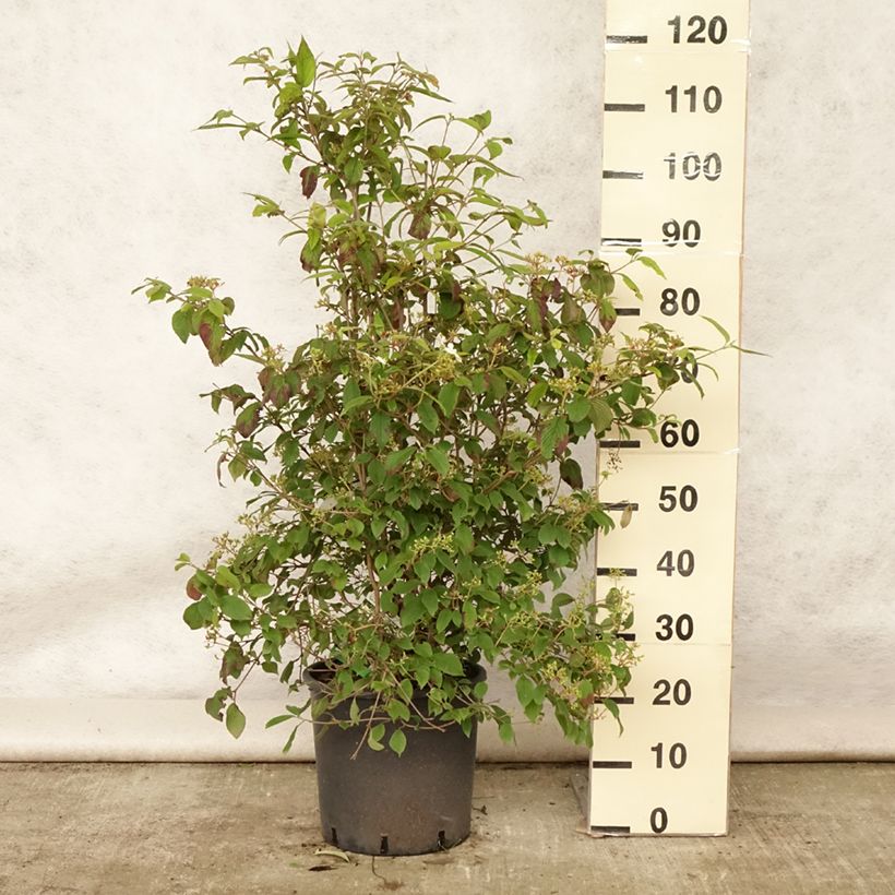 Amostra de Viburnum plicatum Watanabe - Viburno-do-japão Vaso de 12 L/15 L tal como entregue no verão