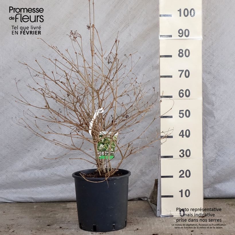 Amostra de Viorne - Viburnum plicatum Watanabe Vaso de 12 L/15 L tal como entregue no inverno