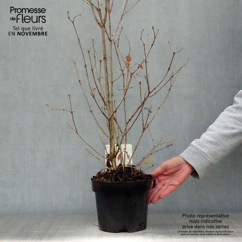 Amostra de Viburnum plicatum Watanabe - Viburno-do-japão Vaso de 3 L/4 L tal como entregue no outono