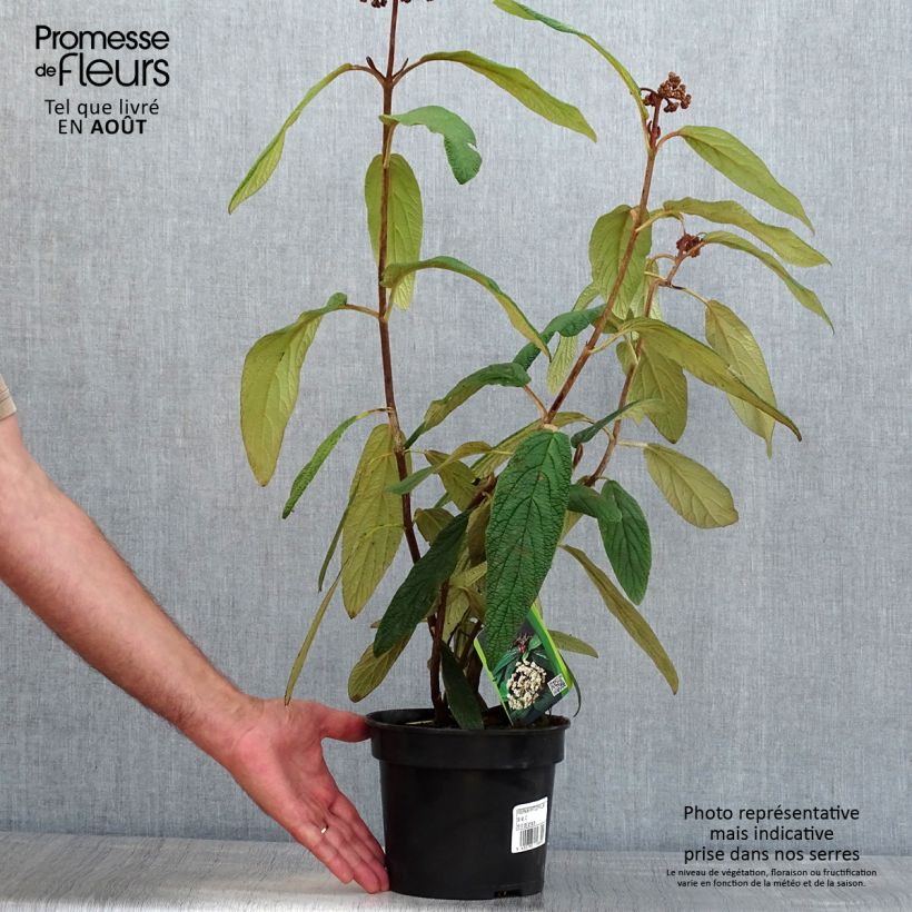 Amostra de Viburnum rhytidophyllum - Viburne-de-folhas-rugosas Vaso de 2 L/3 L tal como entregue no verão