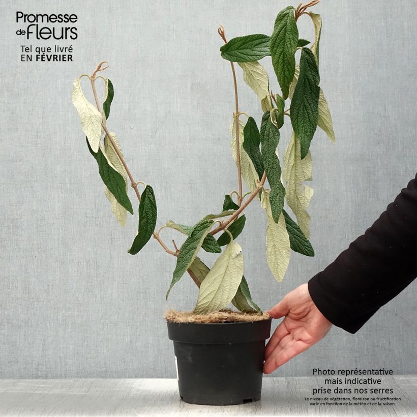 Amostra de Viburnum rhytidophyllum - Viorne à feuilles ridées. Vaso de 2 L/3 L tal como entregue no inverno