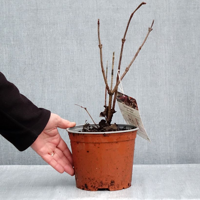 Amostra de Viburnum sargentii Onondaga - Viburno Vaso de 2 L/3 L tal como entregue no outono