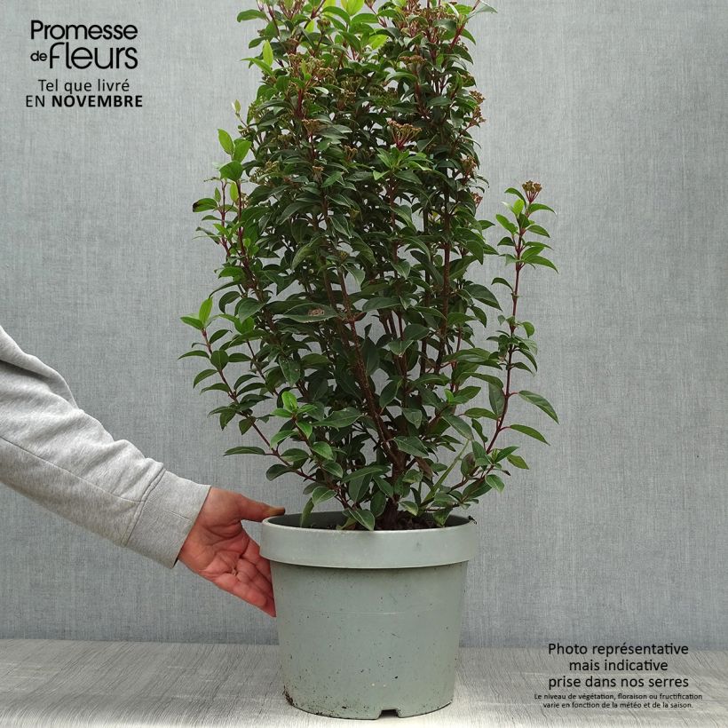 Amostra de Viburnum tinus Eve Price - Folhado Vaso de 7,5 L/10 L tal como entregue no outono