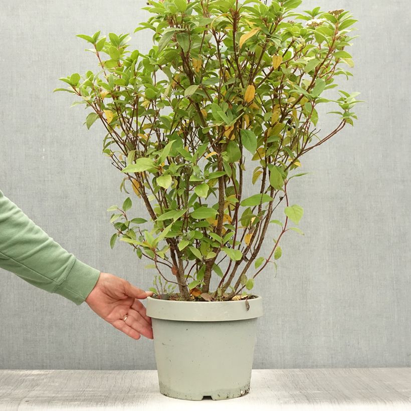 Amostra de Viburnum tinus Eve Price - Folhado Vaso de 7,5 L/10 L tal como entregue no verão