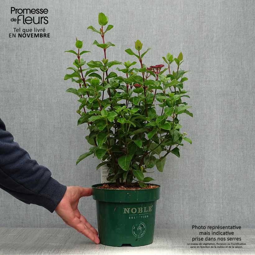 Amostra de Viburnum tinus Lisarose - Folhado Vaso de 3 L/4 L tal como entregue no outono