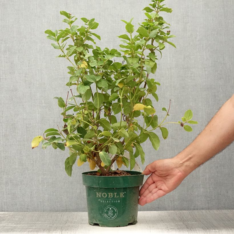 Amostra de Viburnum tinus Lisarose - Folhado Vaso de 3 L/4 L tal como entregue no verão