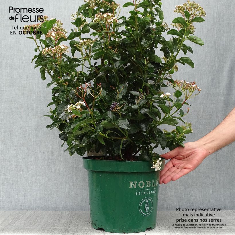 Amostra de Viburnum tinus Lisarose - Folhado Vaso de 7,5 L/10 L tal como entregue no outono