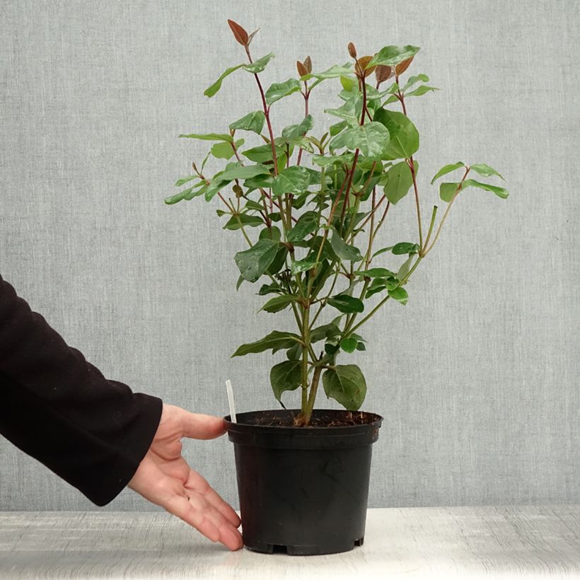 Amostra de Viburnum tinus Purpureum - Folhado Vaso de 2 L/3 L tal como entregue no outono