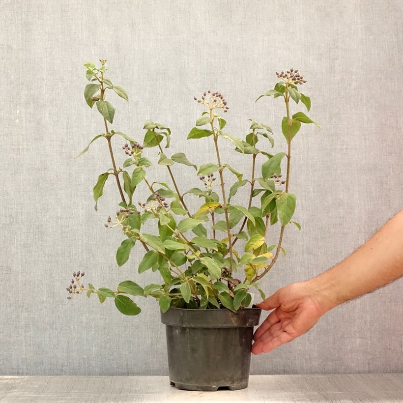 Amostra de Viburnum tinus Purpureum - Folhado Vaso de 2 L/3 L tal como entregue no verão