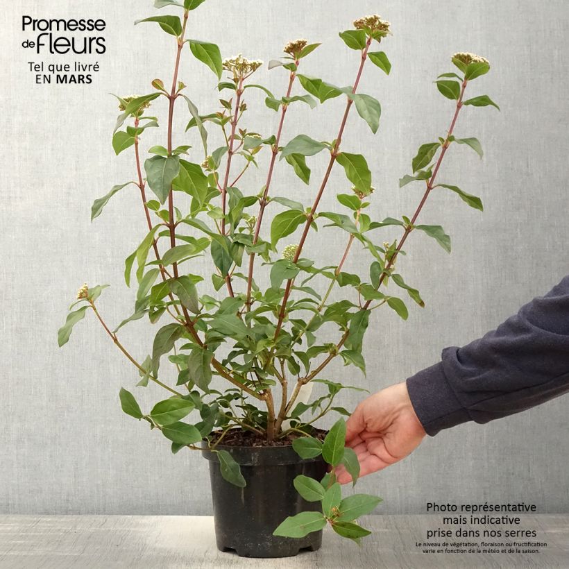 Amostra de Viburnum tinus Purpureum - Folhado Vaso de 2 L/3 L tal como entregue na primavera