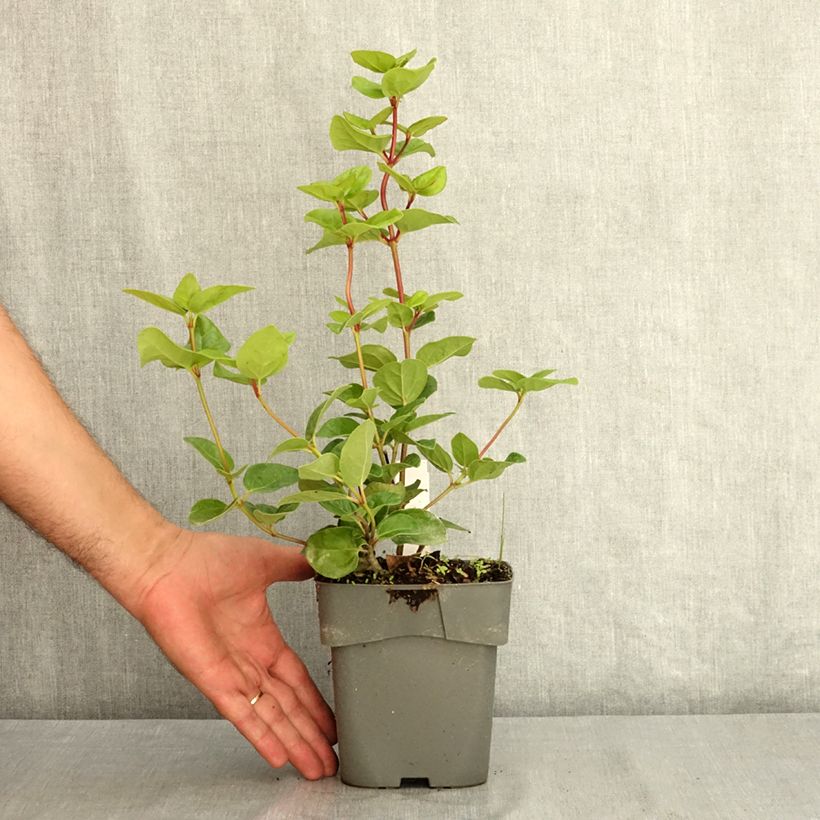 Amostra de Viburnum tinus Rock'n Rolla - Folhado Vaso de 2 L/3 L tal como entregue no verão