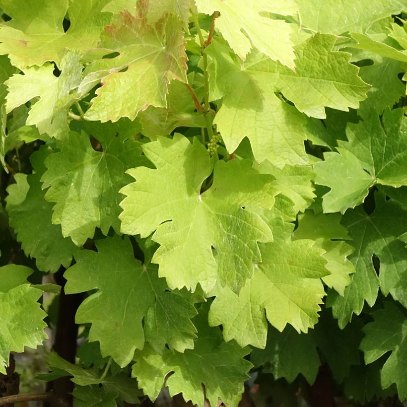 Videira Albarossa - Vitis vinifera (Folhagem)