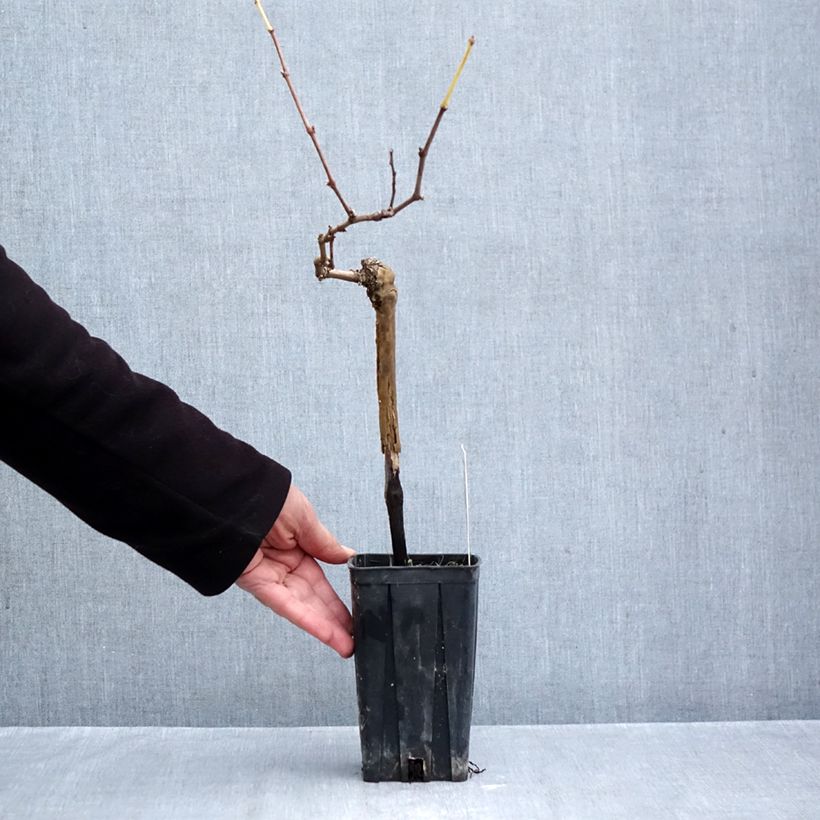 Amostra de Videira Albarossa - Vitis vinifera Vaso de 1,5 L/2 L tal como entregue no outono