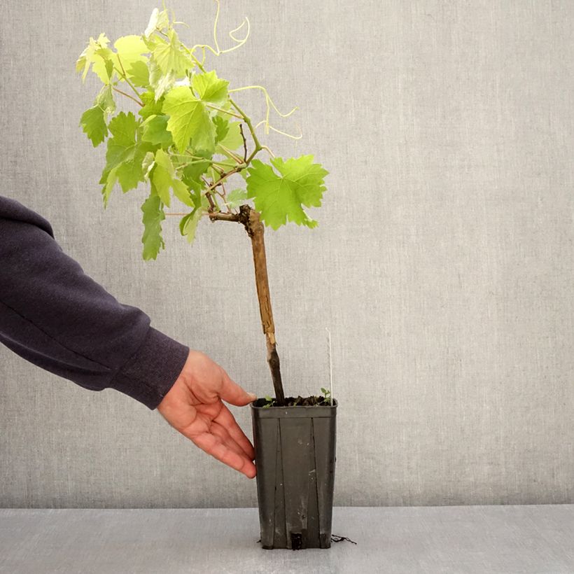 Amostra de Videira Albarossa - Vitis vinifera Vaso de 1,5 L/2 L tal como entregue na primavera