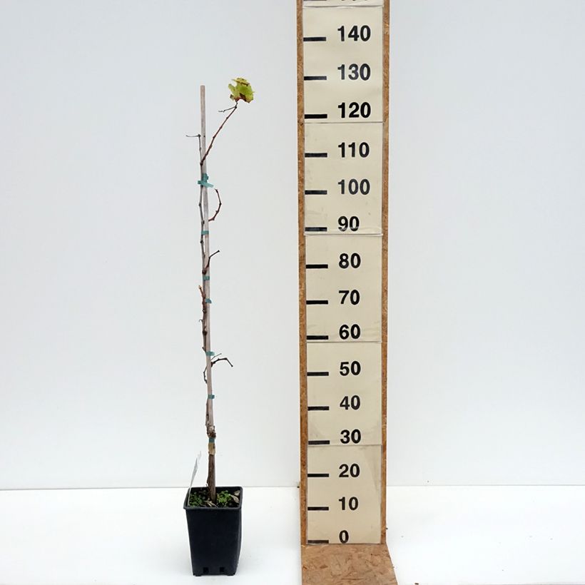 Amostra de Videira Alphonse Lavallée - Vitis vinifera Vaso de 3 L/4 L tal como entregue no outono