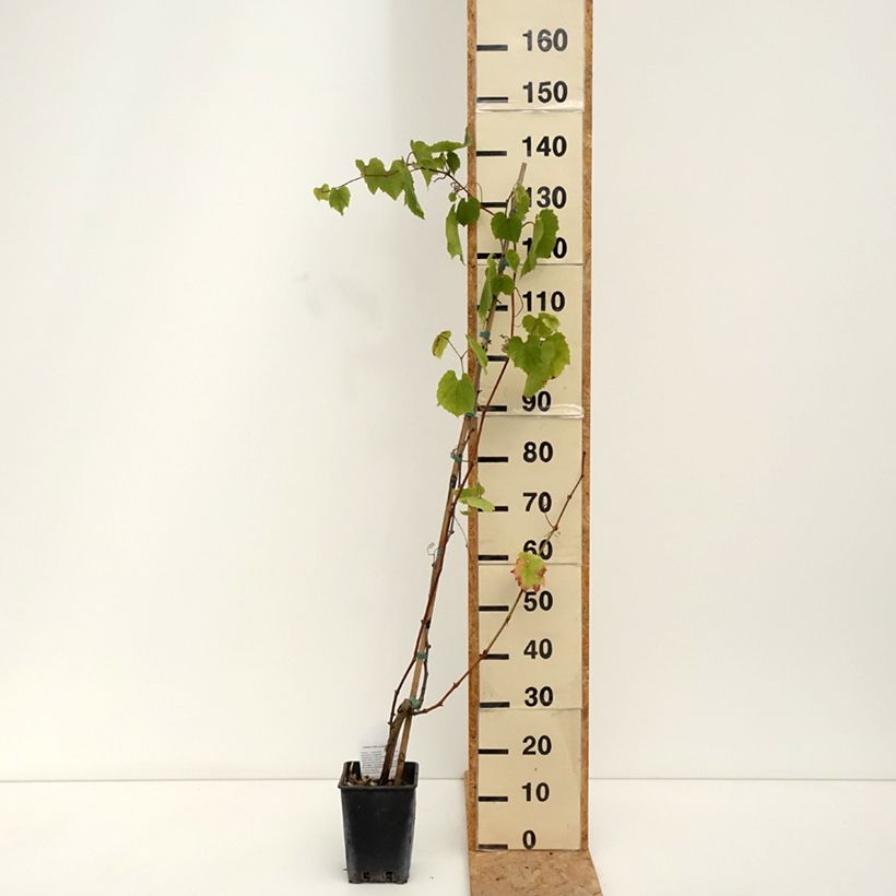 Amostra de Videira Alphonse Lavallée - Vitis vinifera Vaso de 3 L/4 L tal como entregue no verão