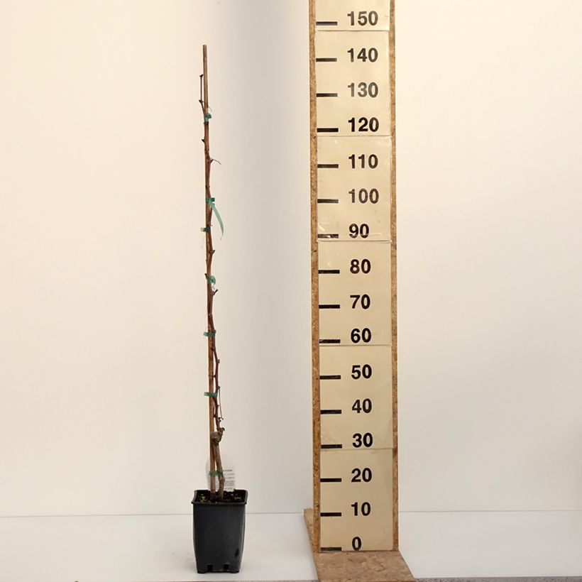 Amostra de Vigne Alphonse Lavallée - Vitis vinifera  Vaso de 3 L/4 L tal como entregue no inverno