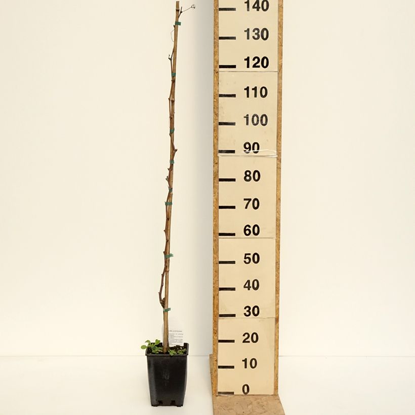 Amostra de Videira Alphonse Lavallée - Vitis vinifera Vaso de 3 L/4 L tal como entregue na primavera