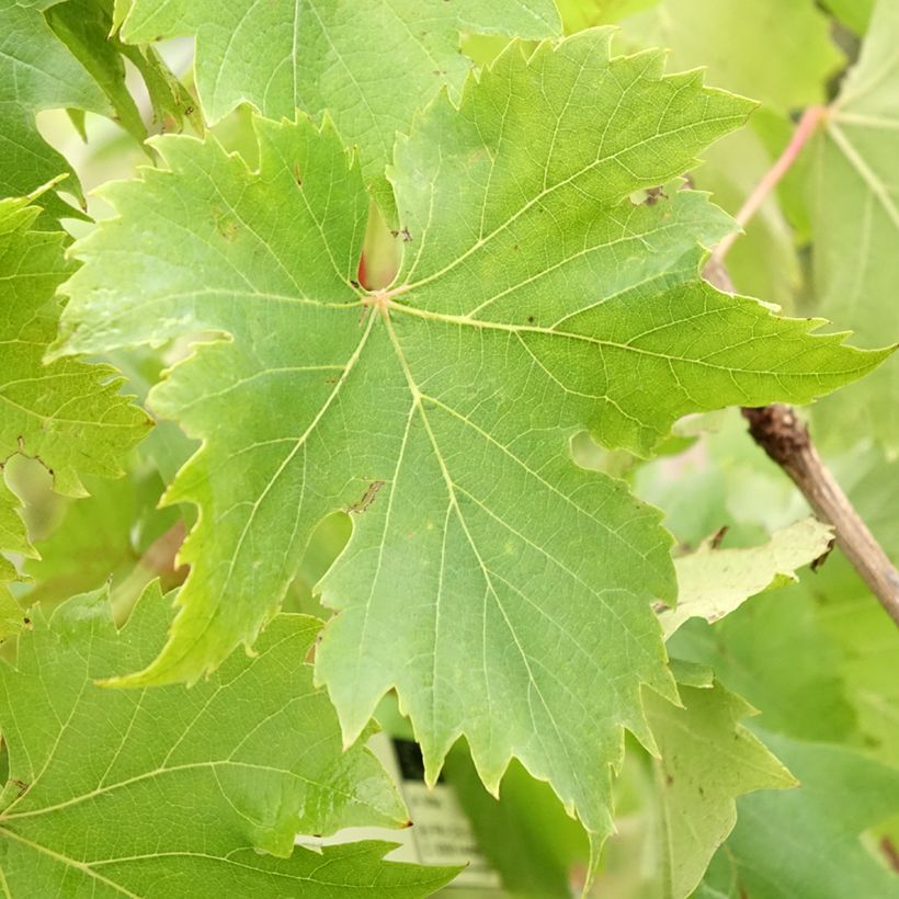 Videira Ampelia Aladin - Vitis vinifera (Folhagem)