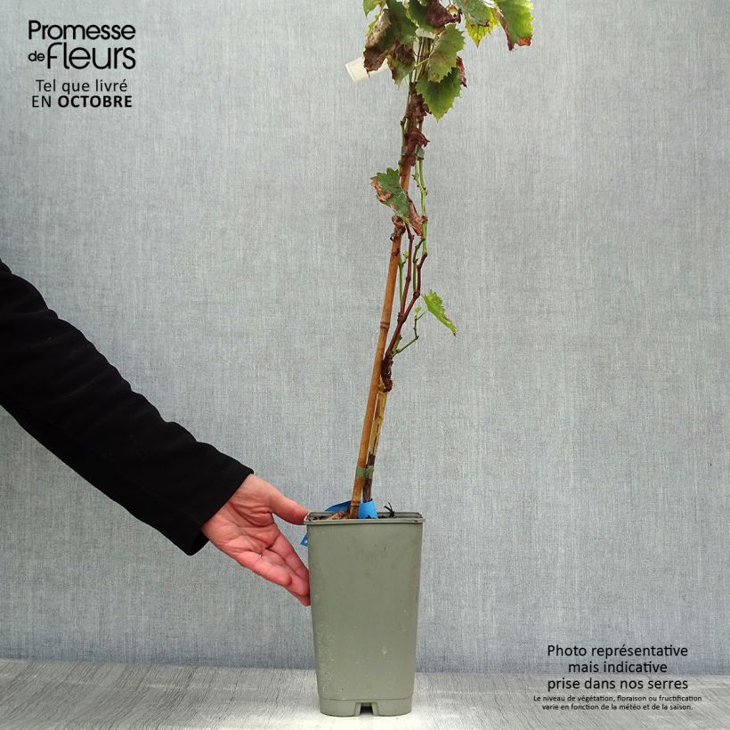 Amostra de Videira Ampelia Amandin - Vitis vinifera Vaso de 2 L/3 L tal como entregue no outono