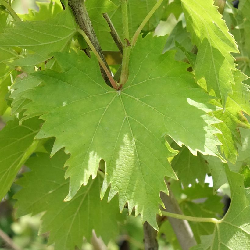 Videira Ampelia Amandin - Vitis vinifera (Folhagem)
