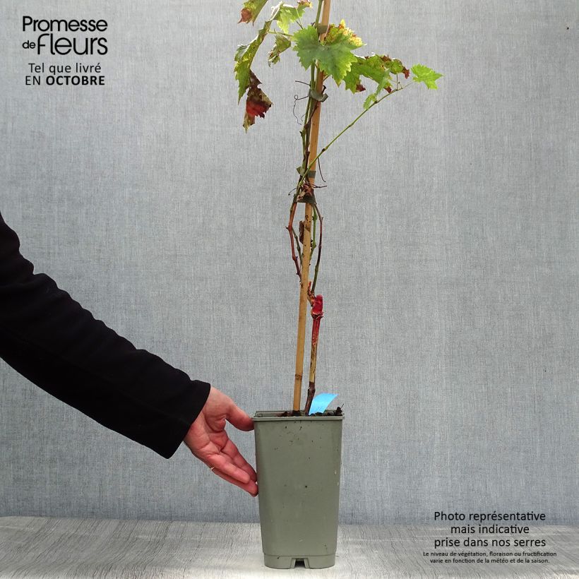 Amostra de Videira Ampelia Candin - Vitis vinifera Vaso de 1,5 L/2 L tal como entregue no outono