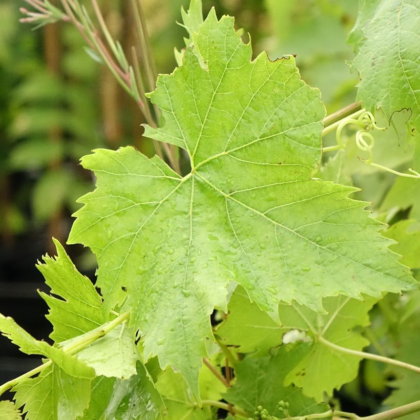 Videira Ampelia Candin - Vitis vinifera (Folhagem)