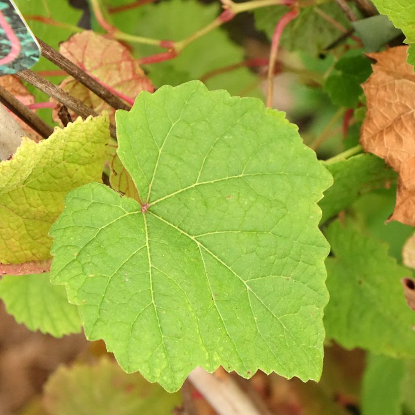 Videira-do-rio-amur - Vitis amurensis (Folhagem)