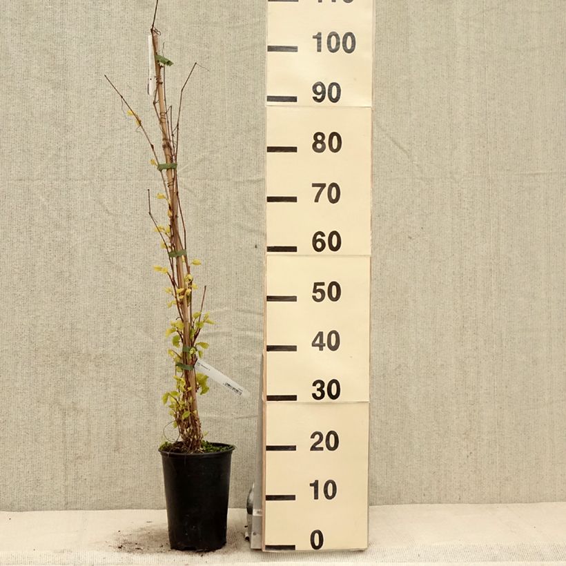 Amostra de Videira-do-rio-amur - Vitis amurensis Vaso de 3 L/4 L tal como entregue na primavera