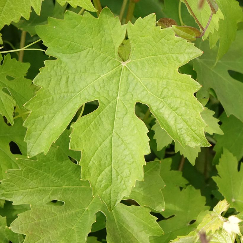 Videira Barbera - Vitis vinifera (Folhagem)