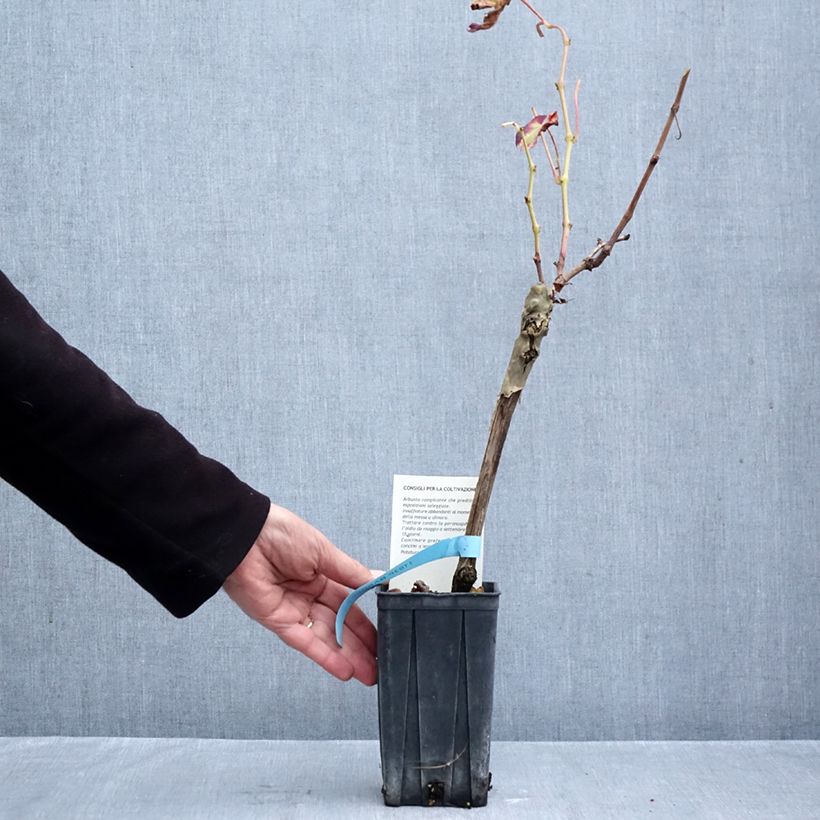 Amostra de Vigne Barbera - Vitis vinifera Pot de 1,5L/2L tal como entregue no outono