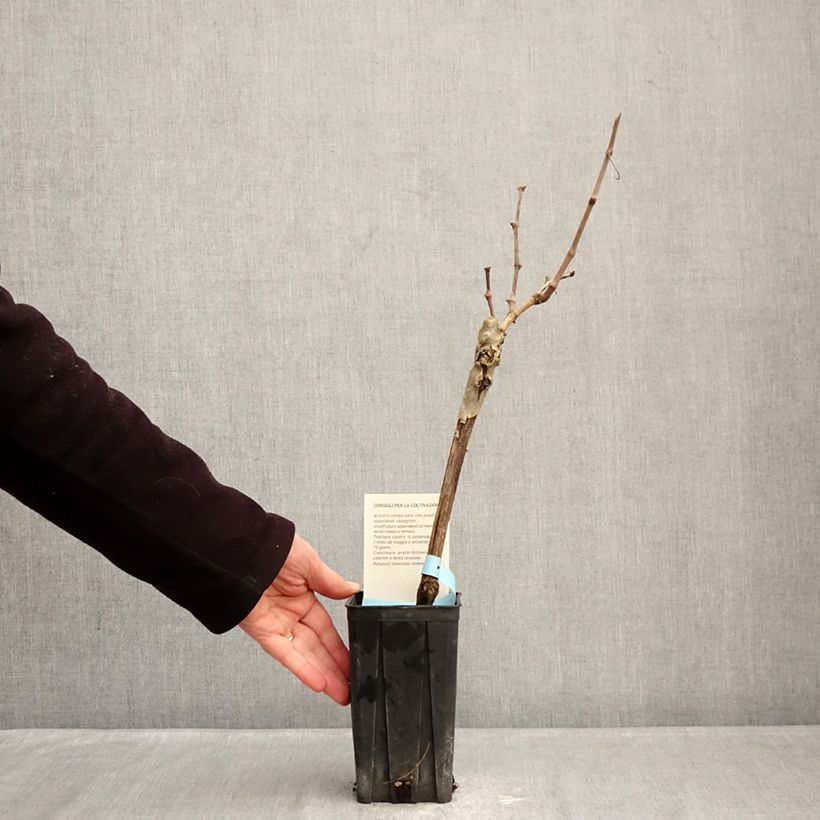 Amostra de Vigne Barbera - Vitis vinifera Vaso de 1,5 L/2 L tal como entregue no inverno