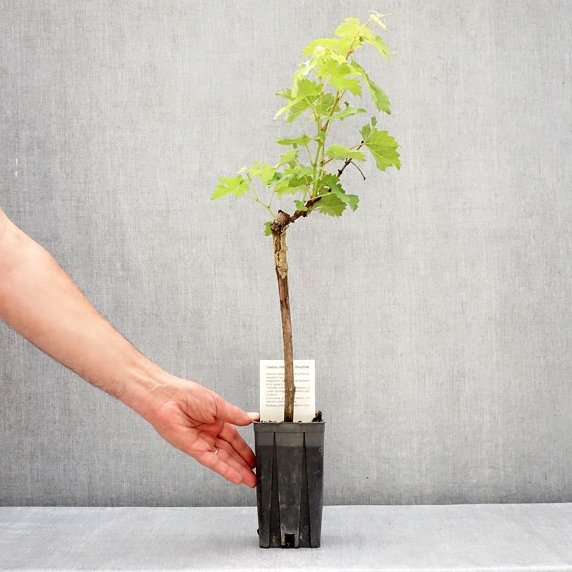 Amostra de Videira Barbera - Vitis vinifera Vaso de 1,5 L/2 L tal como entregue na primavera