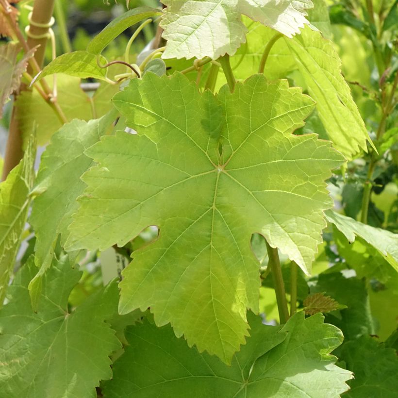 Videira Bianca - Vitis vinifera (Folhagem)