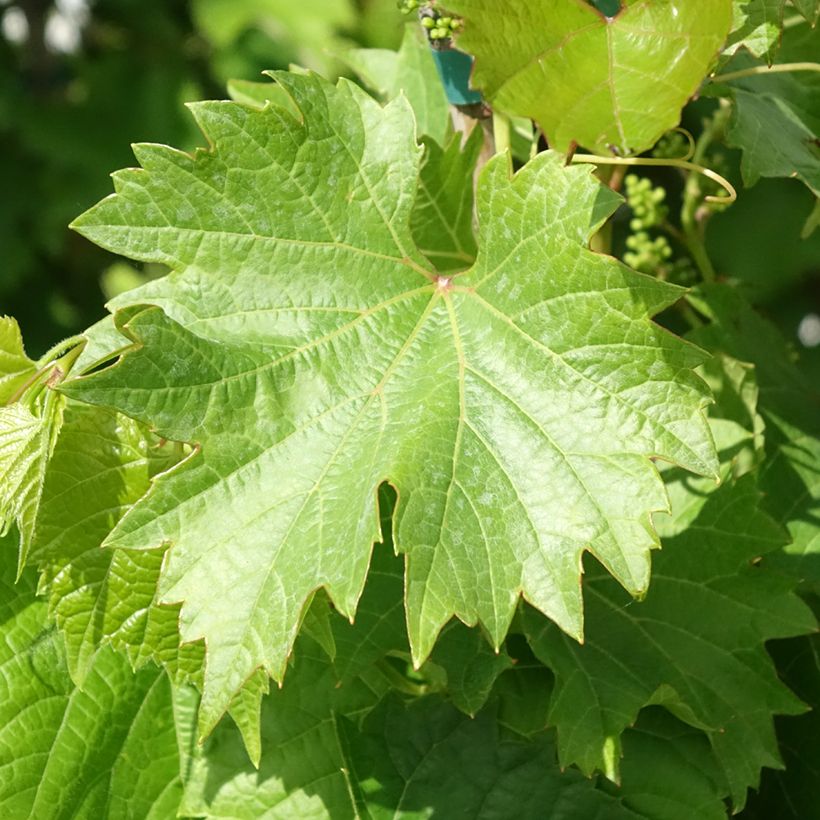 Videira Black Magic - Vitis vinifera (Folhagem)