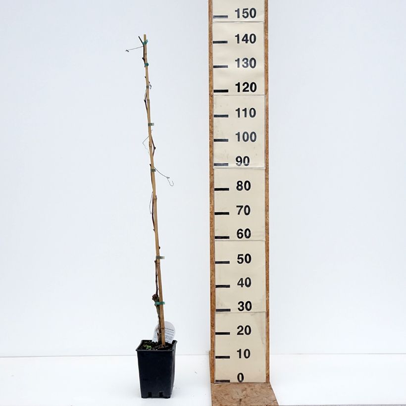 Amostra de Vigne Black Magic - Vitis vinifera Vaso de 1,5 L/2 L tal como entregue no inverno