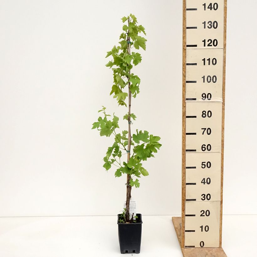 Amostra de Videira Black Magic - Vitis vinifera Vaso de 1,5 L/2 L tal como entregue na primavera