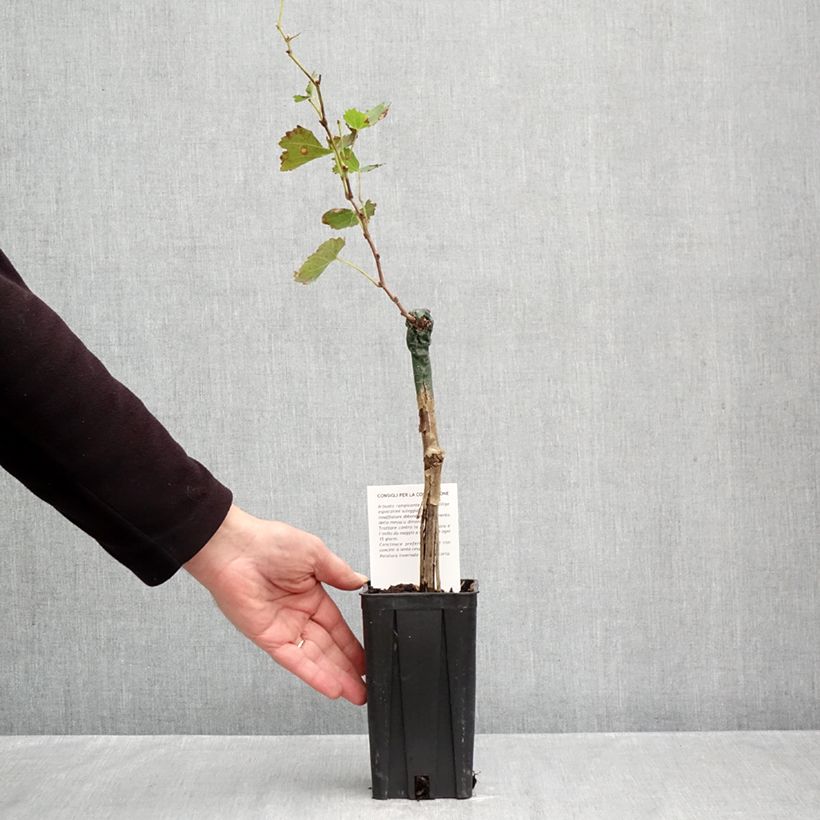 Amostra de Vigne Bonarda - Vitis vinifera Pot de 1,5L/2L tal como entregue no outono