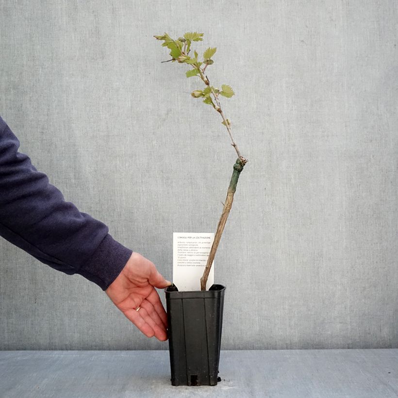 Amostra de Videira Bonarda - Vitis vinifera Vaso de 1,5 L/2 L tal como entregue na primavera