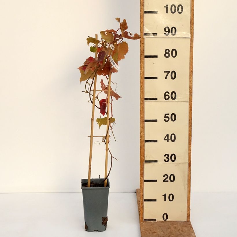 Amostra de Videira Brant - Vitis vinifera Vaso de 2 L/3 L tal como entregue no outono