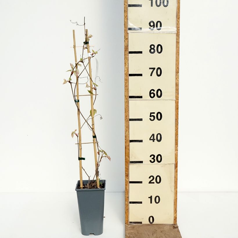Amostra de Videira Brant - Vitis vinifera Vaso de 2 L/3 L tal como entregue na primavera