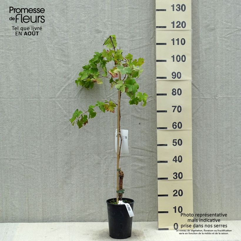 Amostra de Videira Cabernet Sauvignon - Vitis vinifera Vaso de 1 L/1,5 L tal como entregue no verão