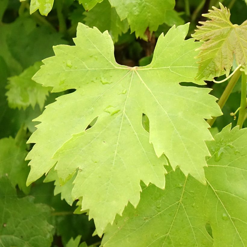 Videira Cardinal - Vitis vinifera (Folhagem)