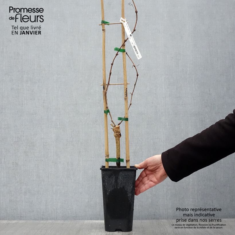 Amostra de Vigne Cardinal Vaso de 1,5 L/2 L tal como entregue no inverno