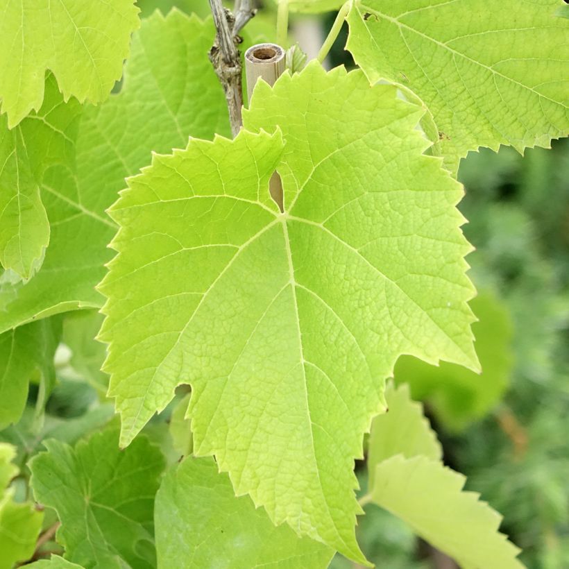 Videira Chardonnay - Vitis vinifera (Folhagem)