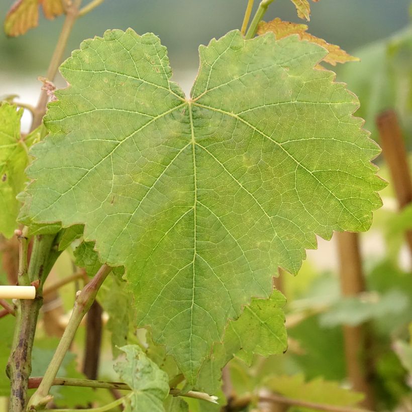 Videira Chasselas Dourado - Vitis vinifera (Folhagem)