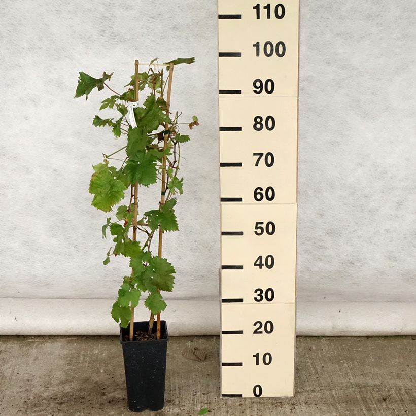 Amostra de Videira Chasselas Dourado - Vitis vinifera Vaso de 2 L/3 L tal como entregue no verão