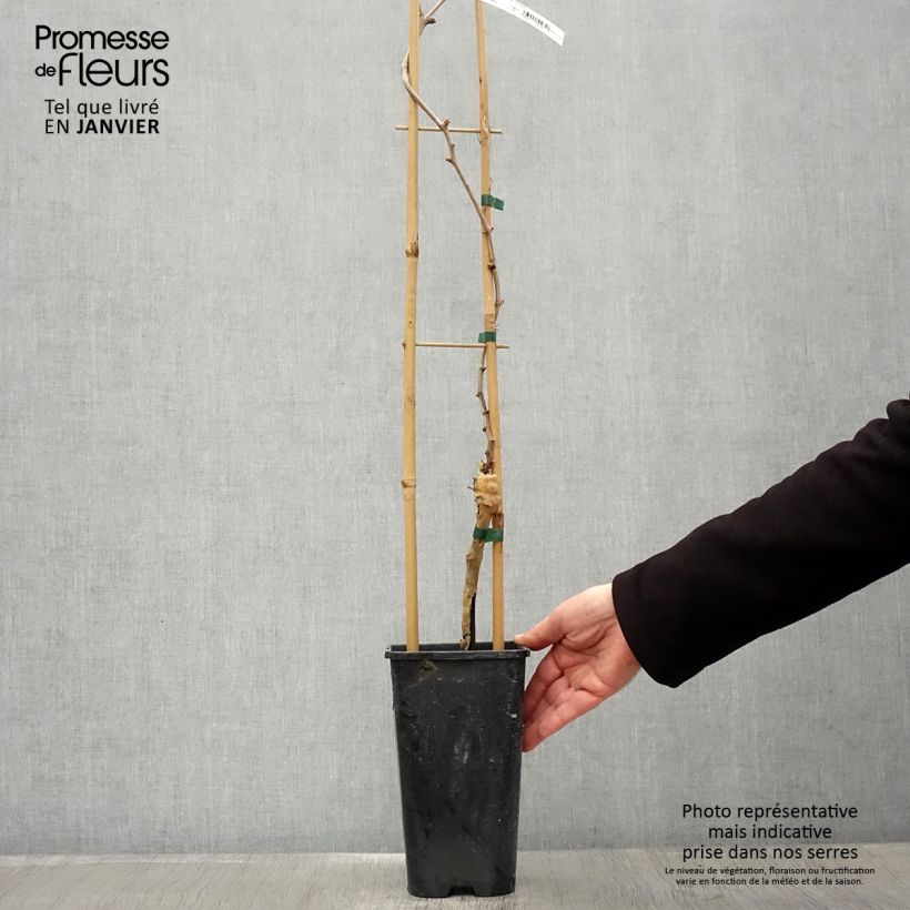 Amostra de Vigne Chasselas Doré Vaso de 2 L/3 L tal como entregue no inverno